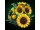 LEGO Botanicals 11502 napraforgócsokor