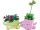 LEGO Botanicals 11506 Hintázó növények