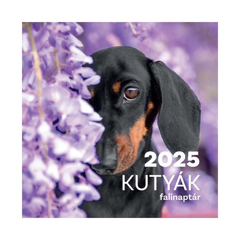 Naptár: Kutyák falinaptár 2025