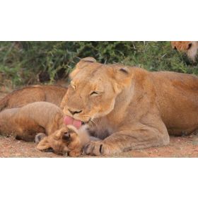 Diafilm: Állatok és kicsinyeik /Diafilm