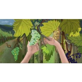 BORSI SZÜRETEL (RINGATÓ) (diafilm)