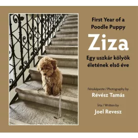 Révész Tamás, Joel Revesz: Ziza