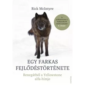   Rick McIntyre: Egy farkas fejlődéstörténete - Renegátból a Yellowstone alfa-hímje