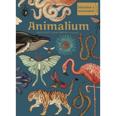 Katie Scott: Animalium -  Üdvözlünk a múzeumban!